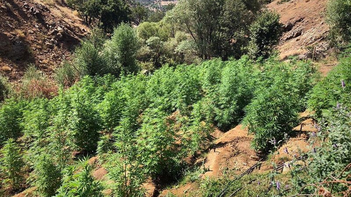 Bingöl'de 203 bin 808 kök Hint keneviri ele geçirildi