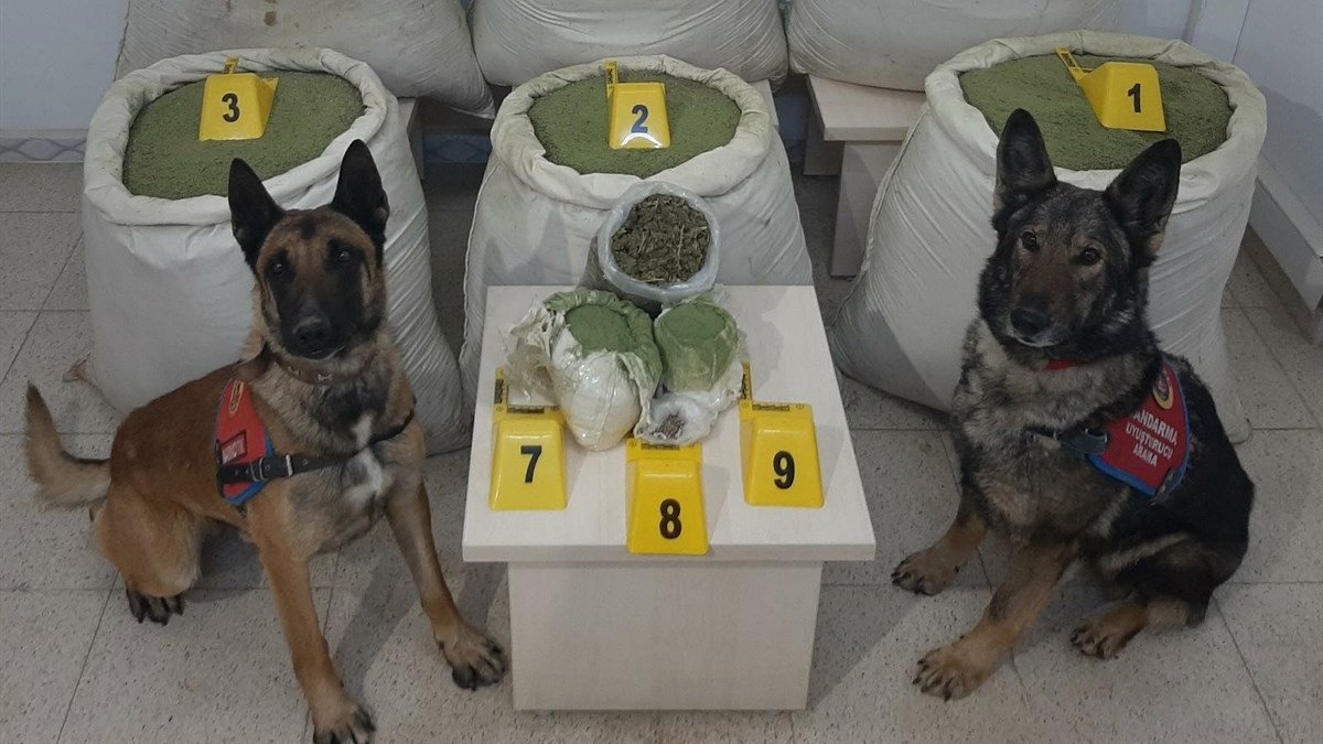 Bingöl'de 218 kilogram toz esrar ele geçirildi