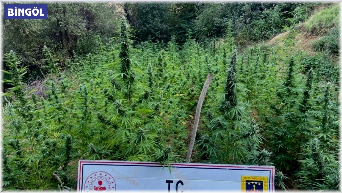 Bingöl'de 225 kök kenevir ele geçirildi