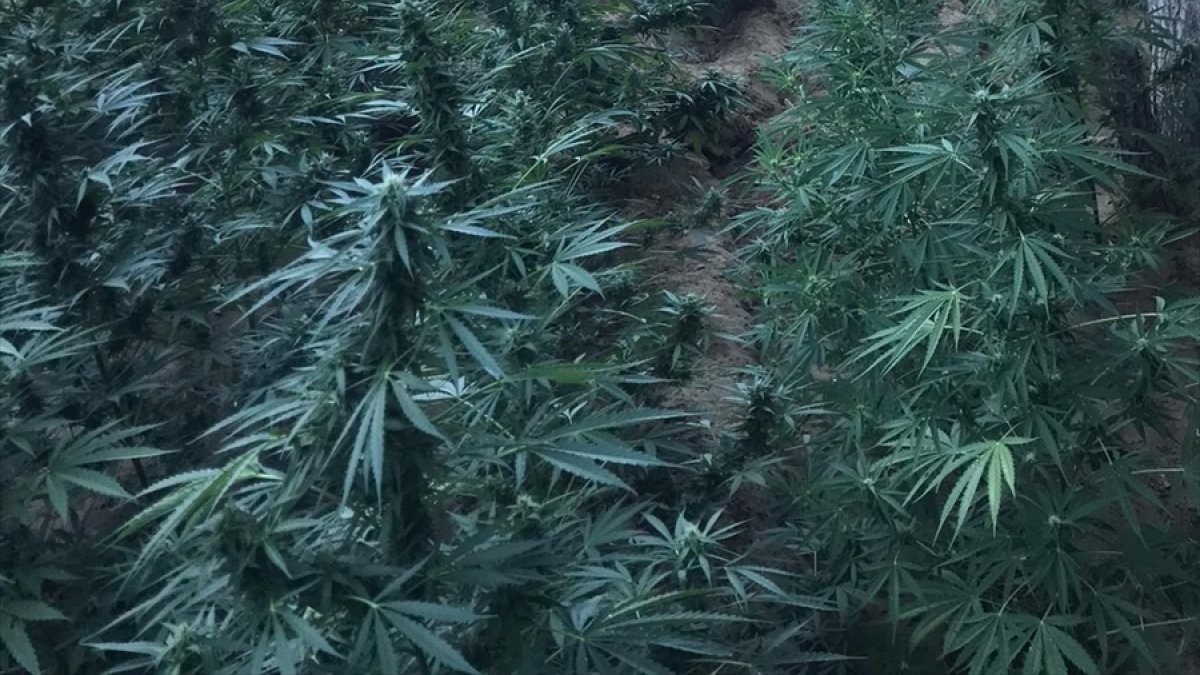 Bingöl'de 252 bin kök Hint keneviri ve skunk ele geçirildi