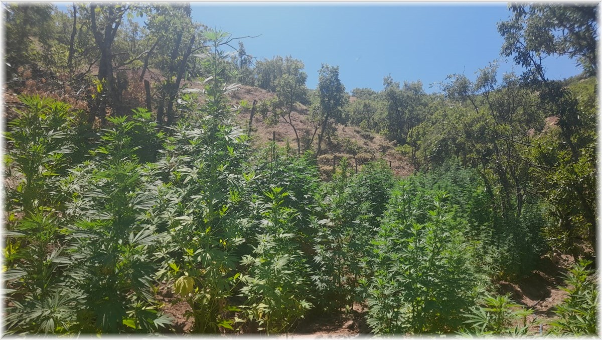 Bingöl'de 275 bin kök kenevir ve 152 kilogram kubar esrar ele geçirildi