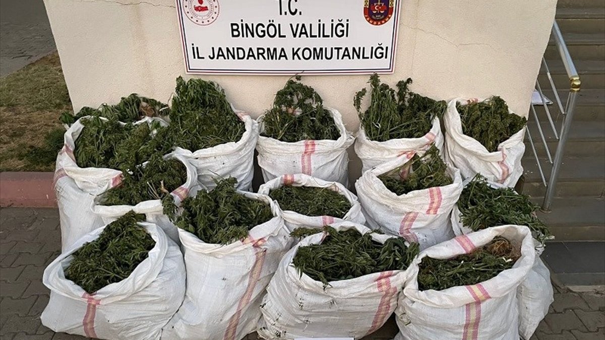Bingöl'de 296 bin kök kenevir ve skunk ile 152 kilogram esrar ele geçirildi