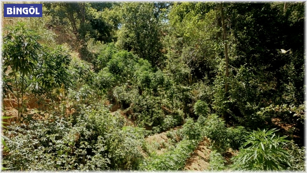 Bingöl'de 3 bin 591 kök kenevir ele geçirildi