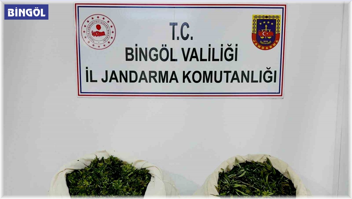 Bingöl'de 3 bin kök kenevir ve 21 kilo esrar ele geçirildi