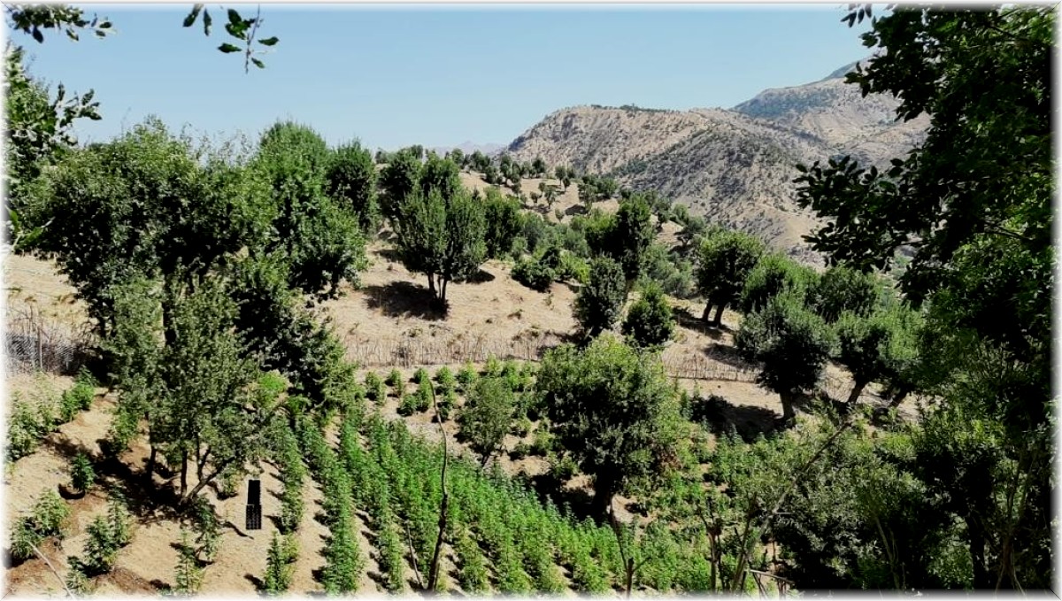 Bingöl'de 311 bin kök kenevir ele geçirildi