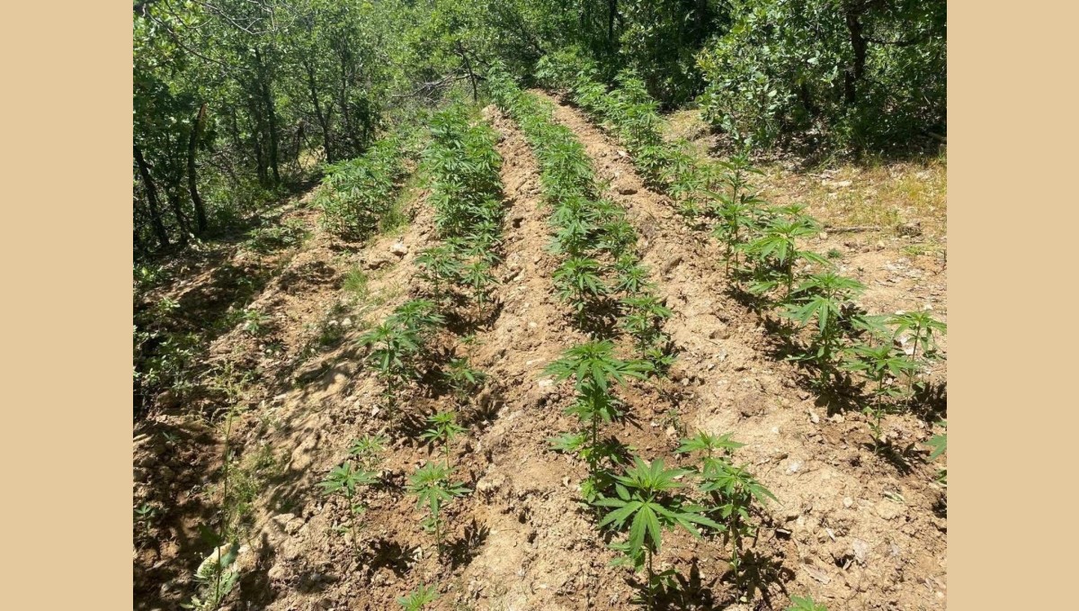 Bingöl'de 4 bin 763 kök kenevir ele geçirildi