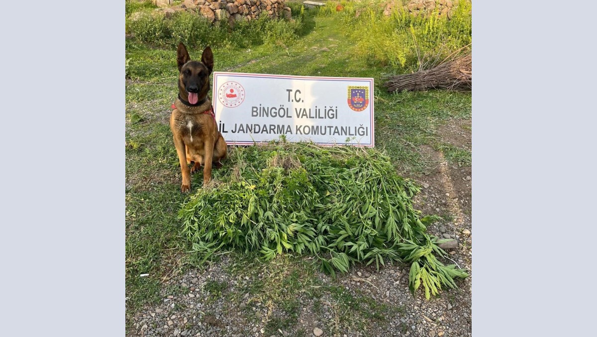 Bingöl'de 4 günde 14 bin 933 kök kenevir ele geçirildi