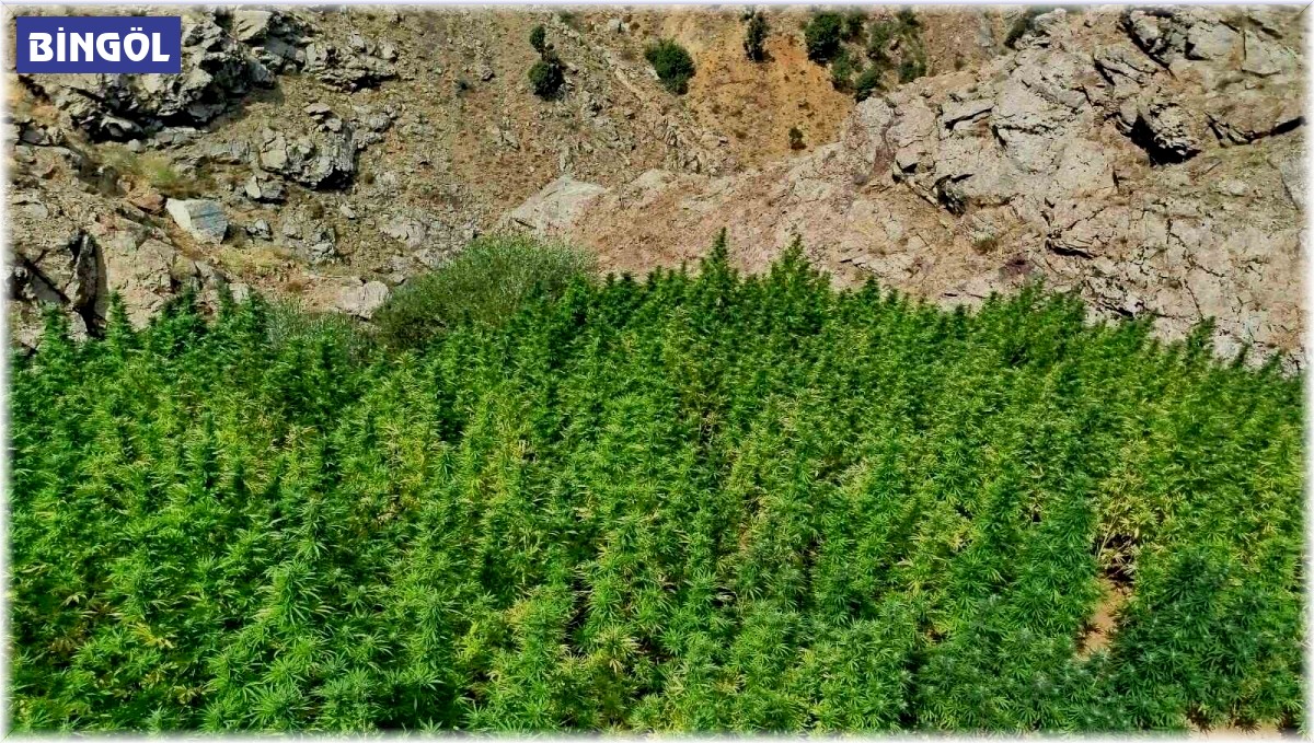 Bingöl'de 5 bin kök kenevir bitkisi ele geçirildi