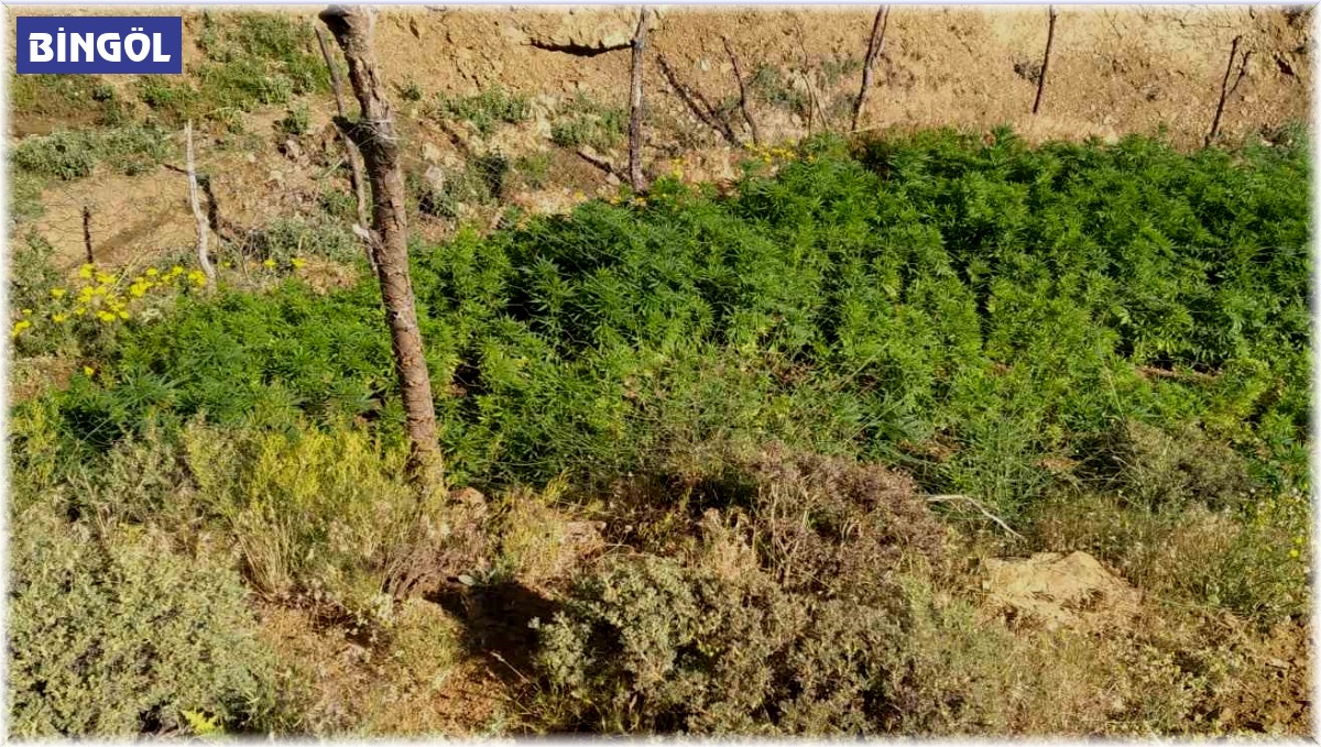 Bingöl'de 5 bin kök kenevir bitkisi ele geçirildi