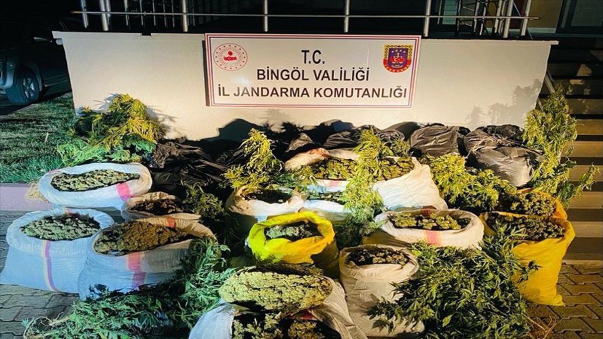 Bingöl'de 6 milyon 391 bin 436 kök Hint keneviri ele geçirildi