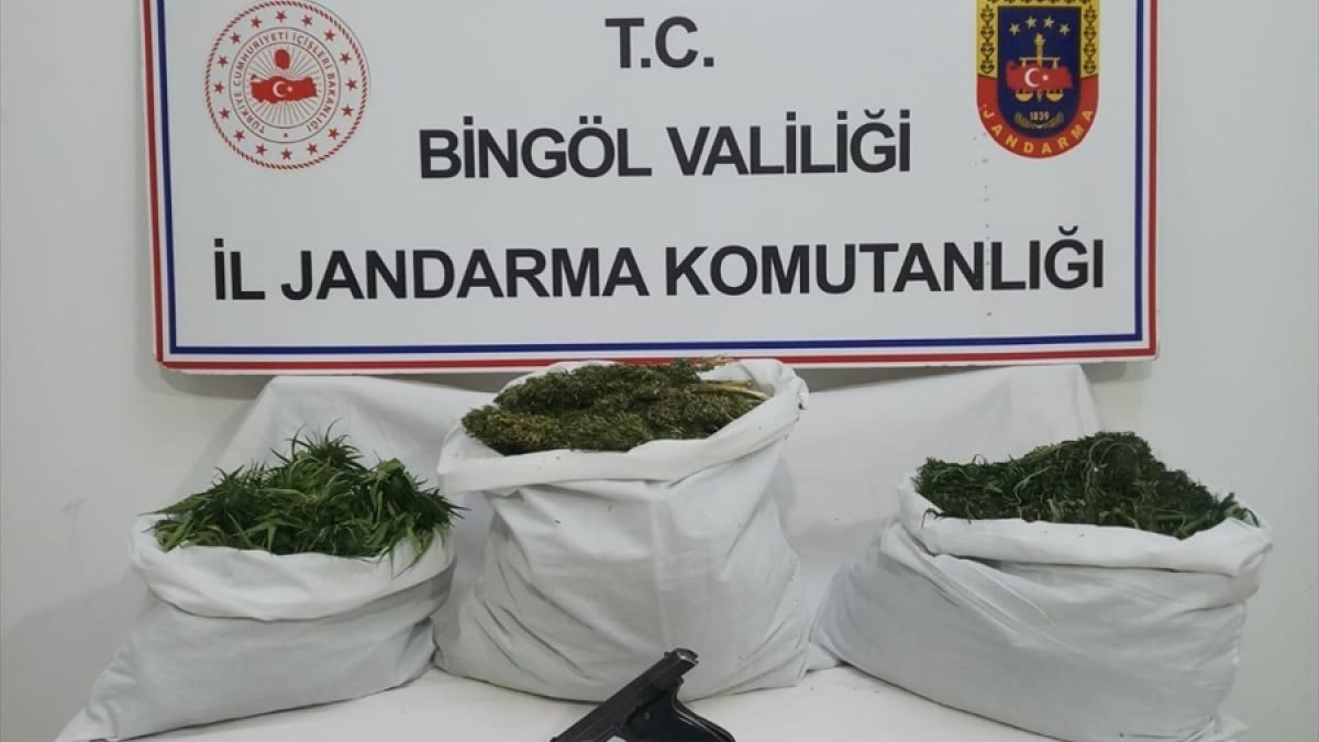 Bingöl'de 6,5 kilogram esrar ve bin 688 kök Hint keneviri ele geçirildi