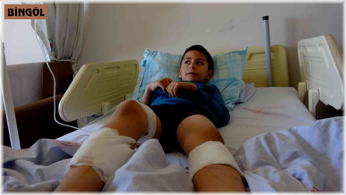 Bingöl'de 7 yaşındaki çocuk, köpeklerin saldırısına uğradı