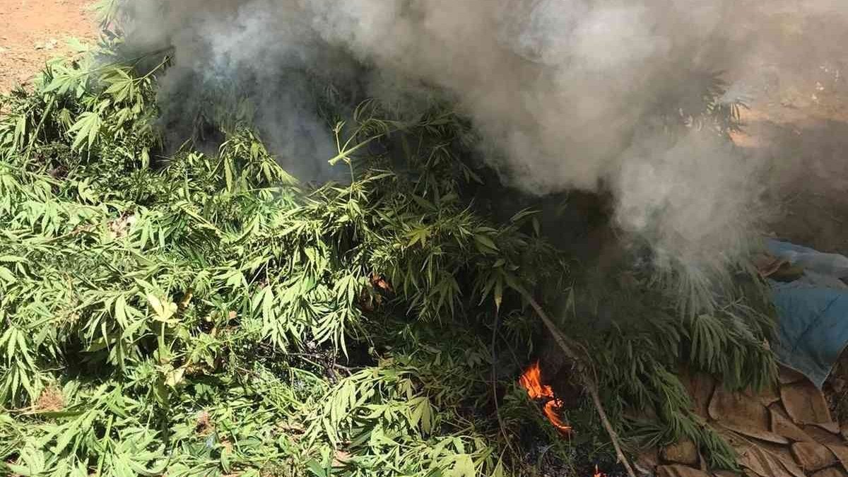 Bingöl'de 8 tarla içinde uyuşturucu ele geçirildi