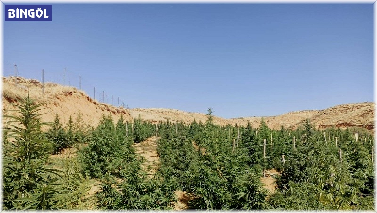 Bingöl'de 88 bin 766 kök kenevir ele geçirildi