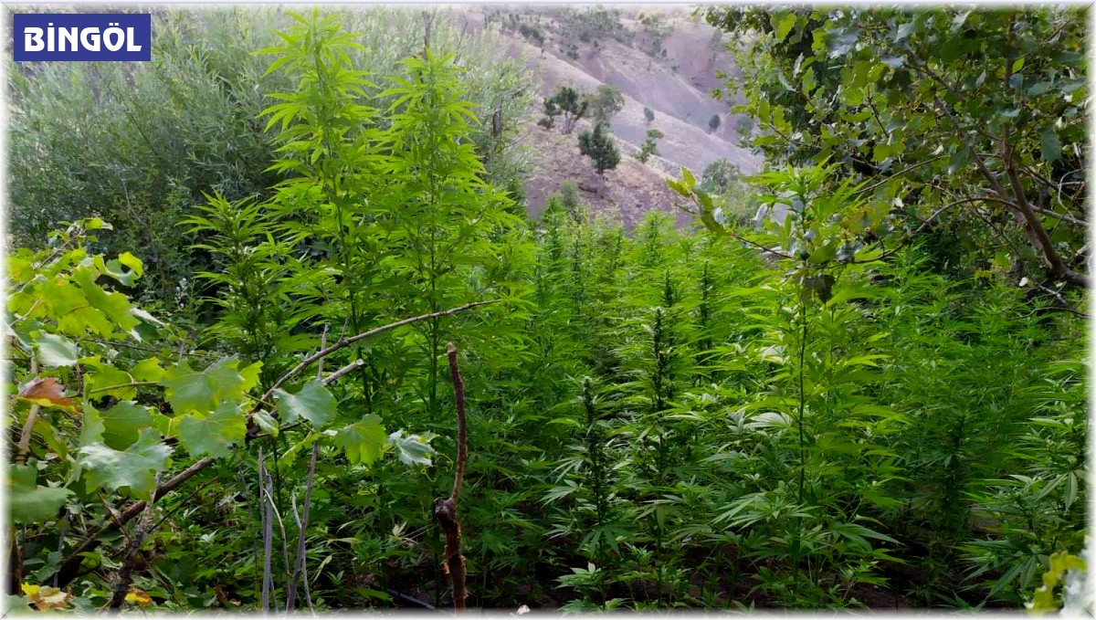 Bingöl'de 92 bin kök kenevir bitkisi ele geçirildi