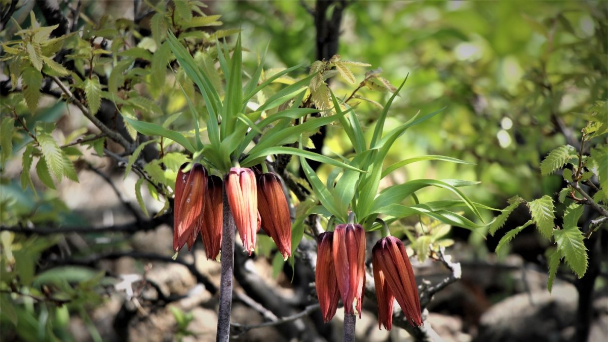 Bingöl'de açan ters lalelerin şöleni sona ermeye başladı