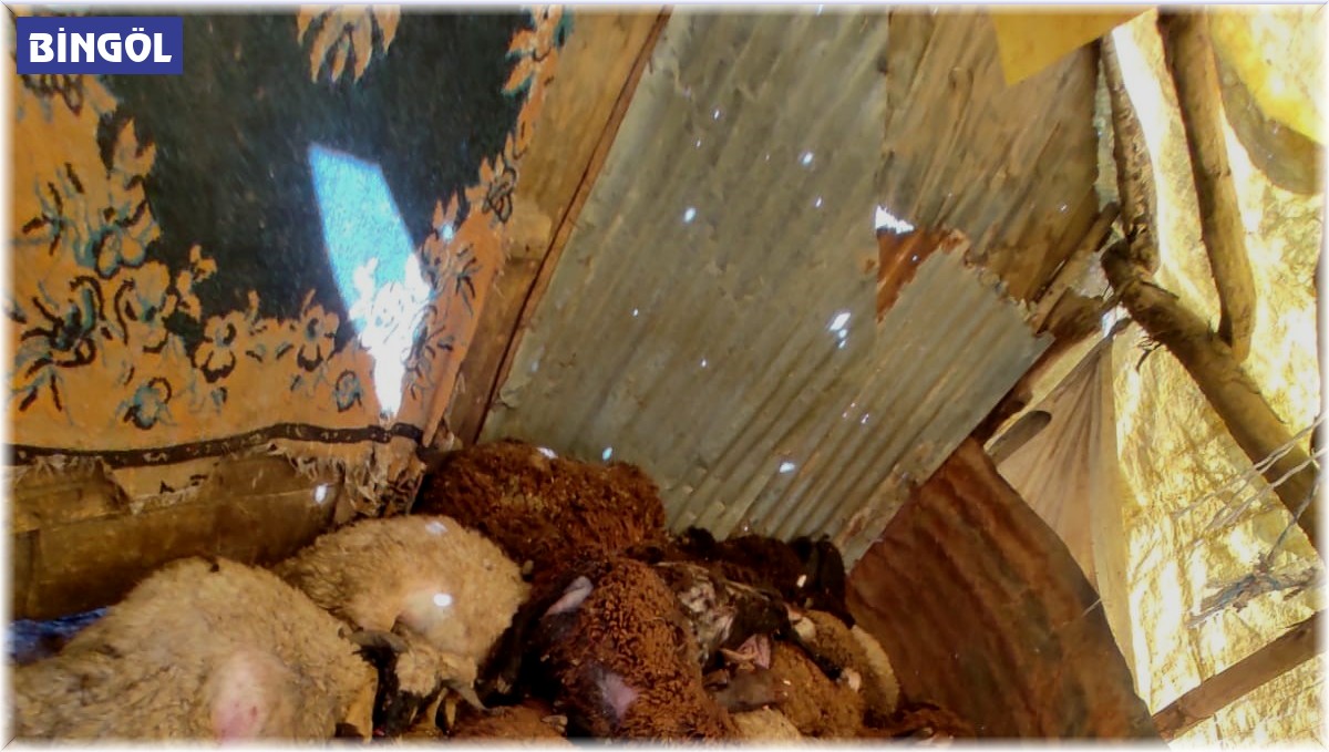 Bingöl'de ahıra giren kurtlar, 50 koyunu telef etti