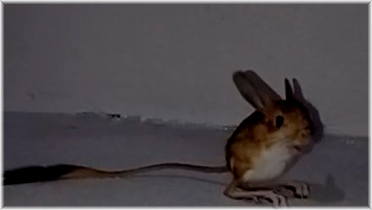 Bingöl'de Arap Tavşanı görüntülendi