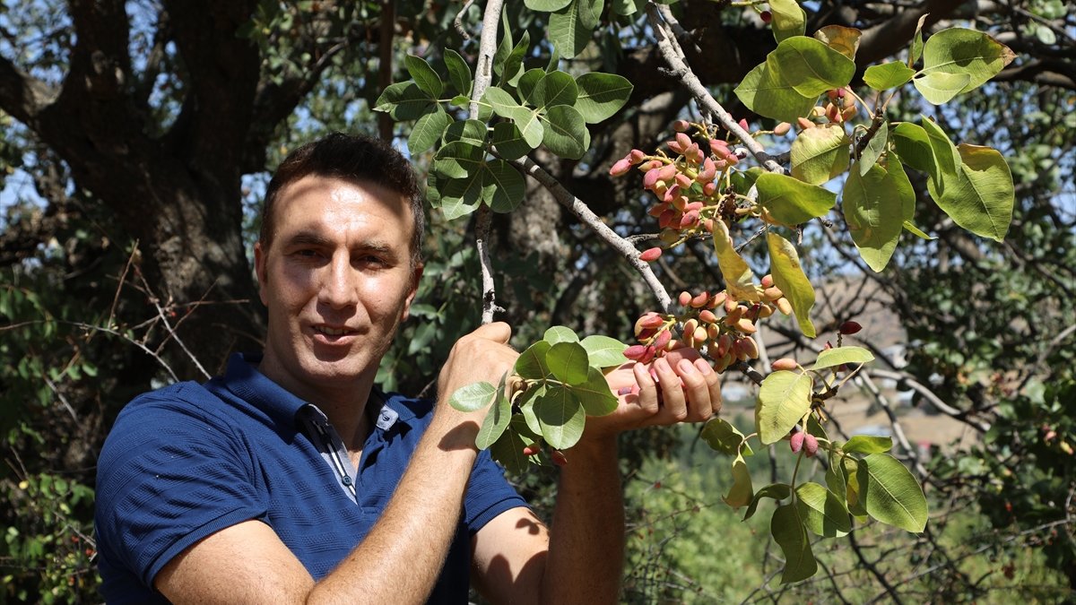 Bingöl'de aşılanan menengiç ağaçları köylünün yüzünü güldürdü