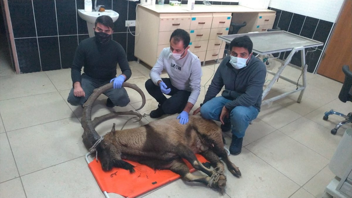 Bingöl'de ayağı kırık halde bulunan yaban keçisi, Erzurum'da tedaviye alındı