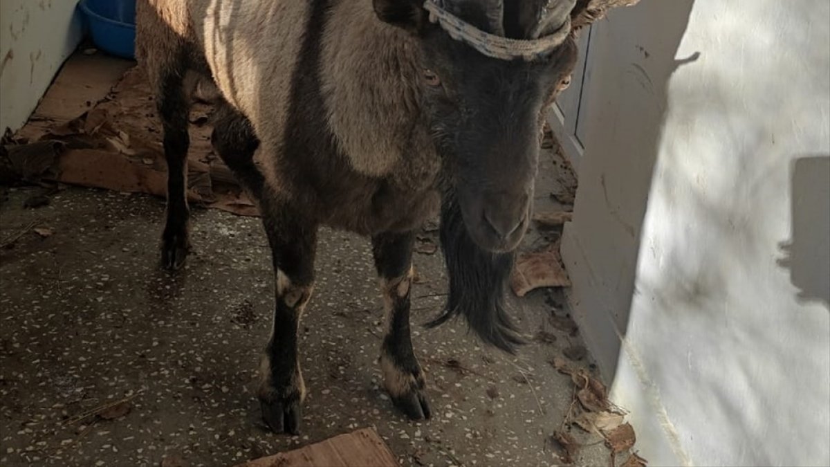 Bingöl'de ayağı kırılan dağ keçisi, tedavi için Erzurum'a gönderildi