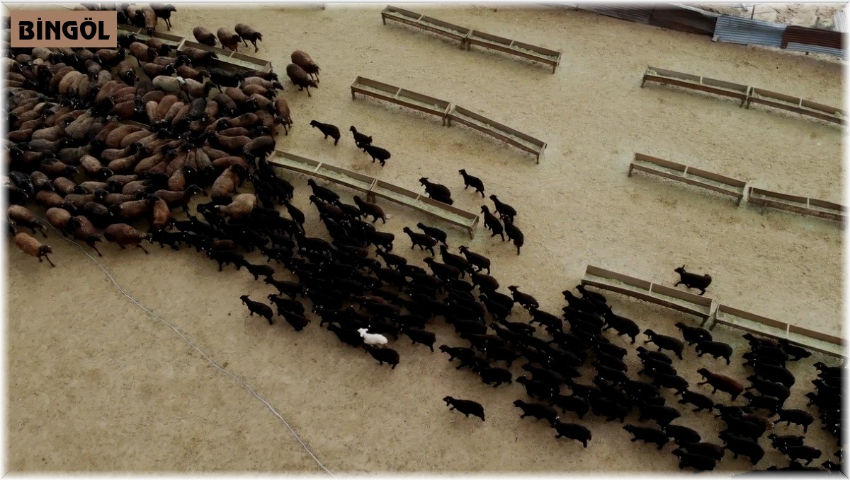 Bingöl'de baharın habercisi kuzular anneleriyle buluştu