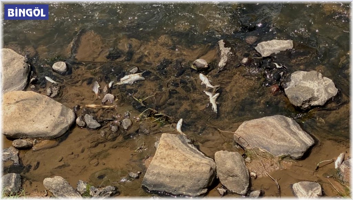 Bingöl'de balık ölümleri tedirgin etti