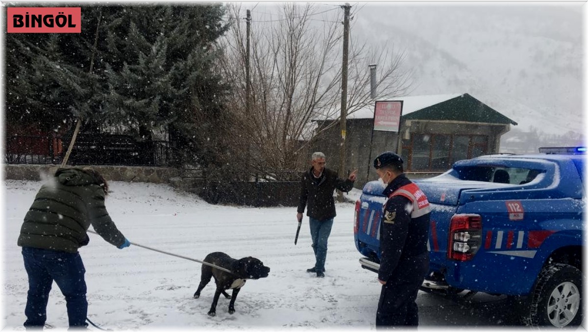 Bingöl'de başıboş gezen Pitbull cinsi köpek, yakalanarak barınağa götürüldü