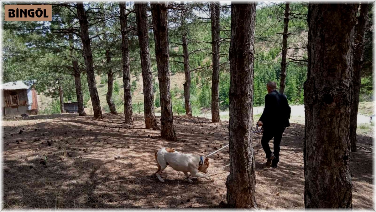 Bingöl'de başıboş pitbull, barınağa götürüldü