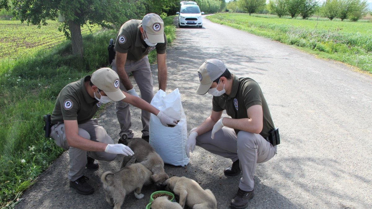 Bingöl'de bayramda da sokak hayvanları unutulmadı