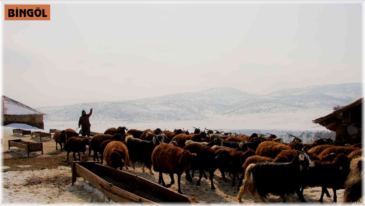 Bingöl'de besicilerin kış mesaisi sürüyor