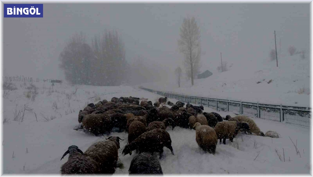 Bingöl'de besicilerin zorlu kış şartlarıyla mücadelesi