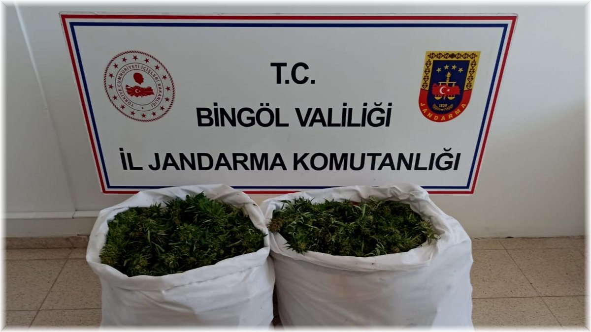 Bingöl'de bin 473 kök kenevir ile 23 kilo skunk ele geçirildi