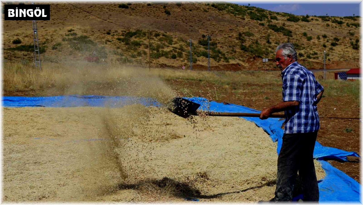 Bingöl'de bin dekar alanda nohut tarımı yapılıyor