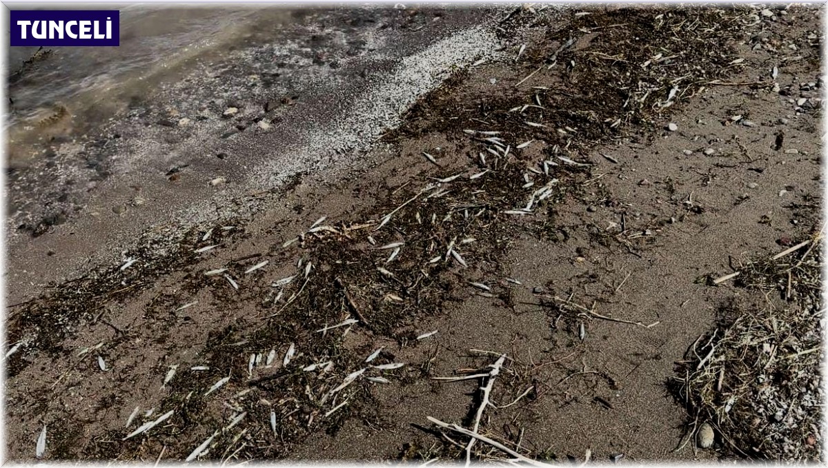 Bingöl'de binlerce ölü balık kıyıya vurdu