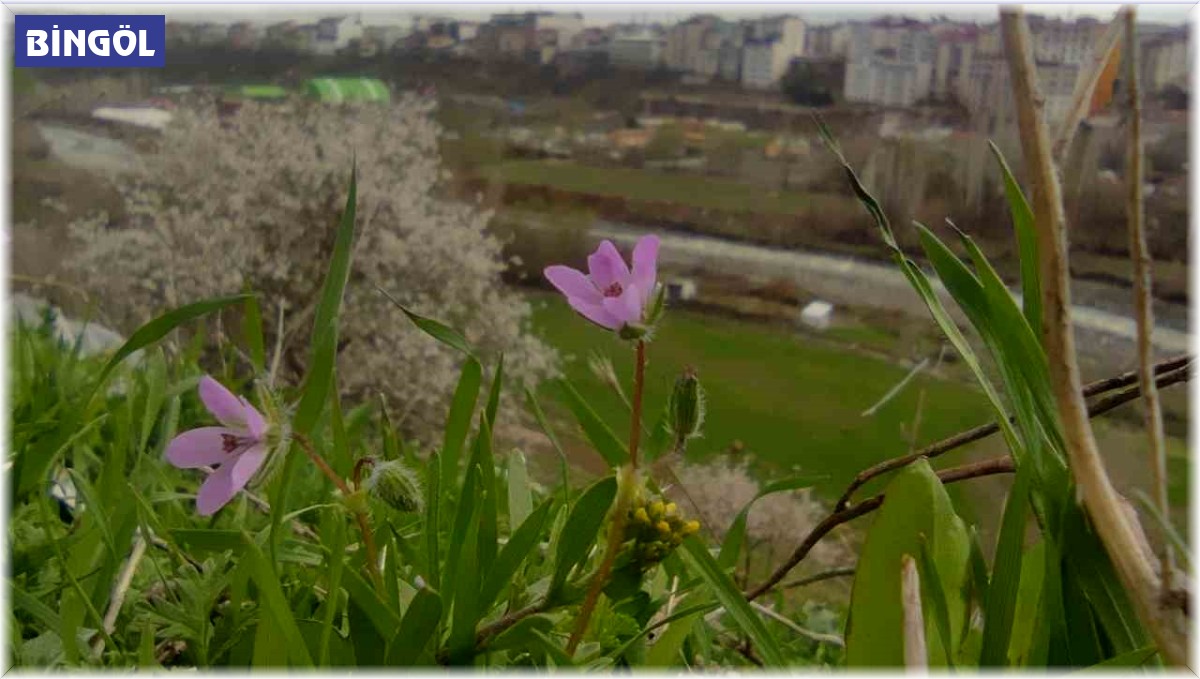 Bingöl'de bir yanda kara kış bir yanda bahar yaşanıyor