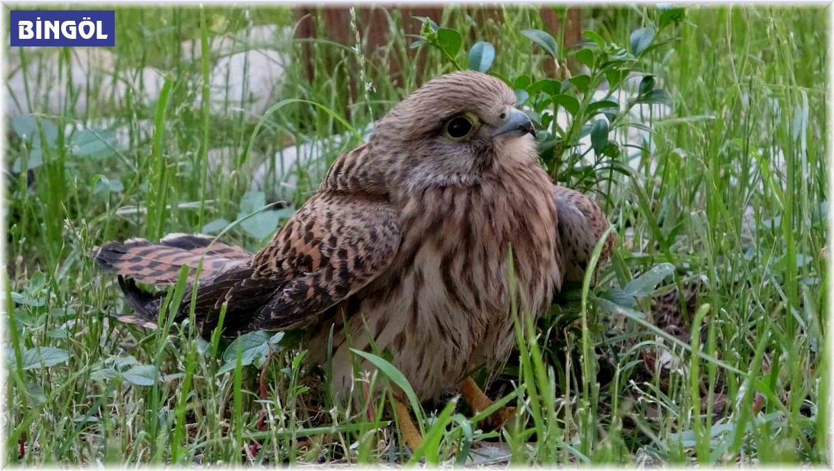 Bingöl'de bitkin halde bulunan atmaca tedavi altına alındı