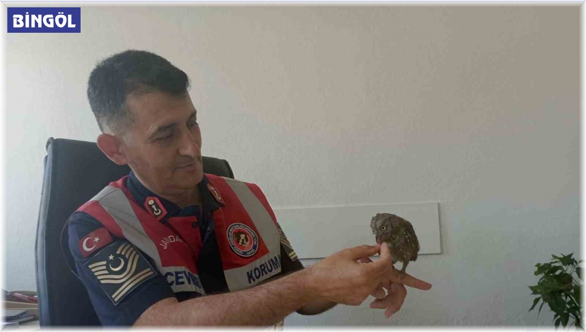 Bingöl'de bitkin halde bulunan kukumav kuşu tedavisinin ardından doğaya salındı
