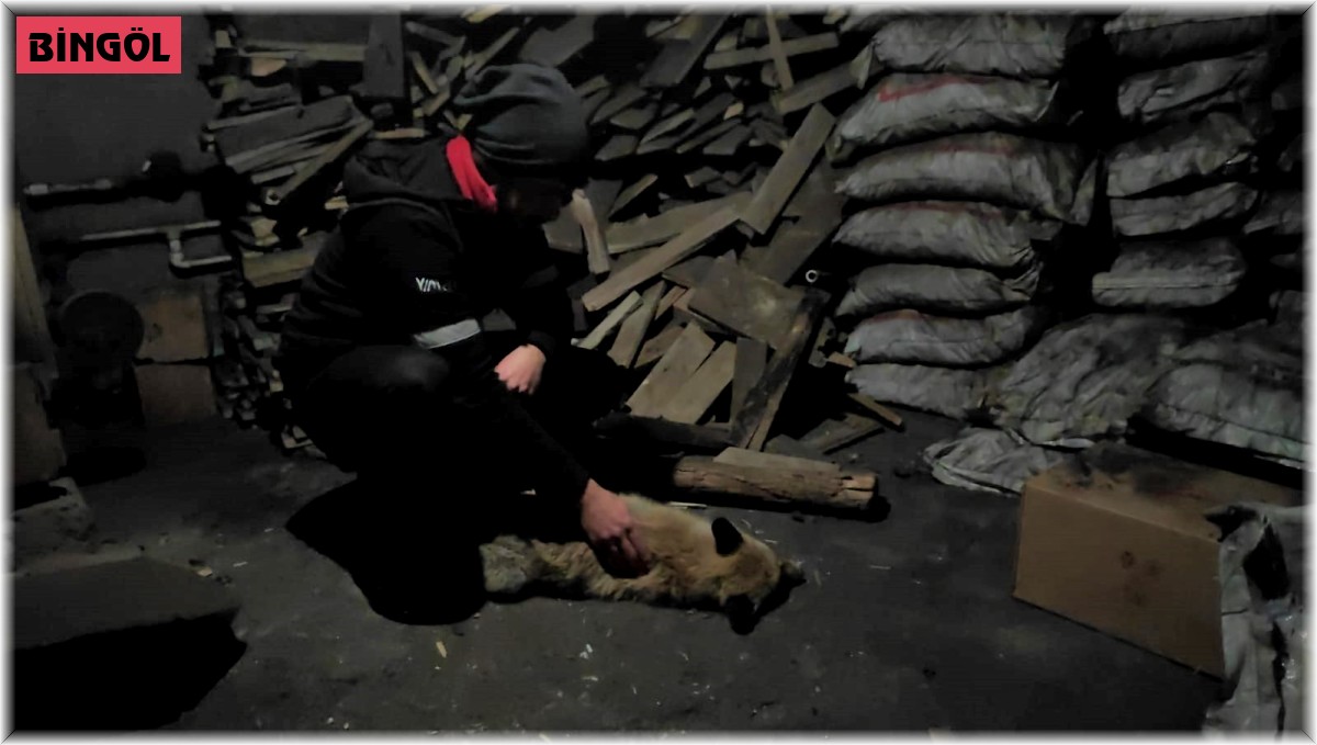 Bingöl'de bitkin halde bulunan tilkiye sahip çıktılar