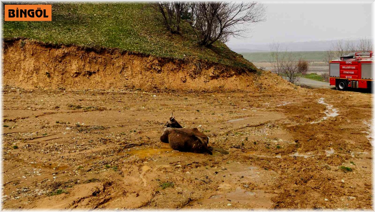 Bingöl'de çamura saplanan inek kurtarıldı