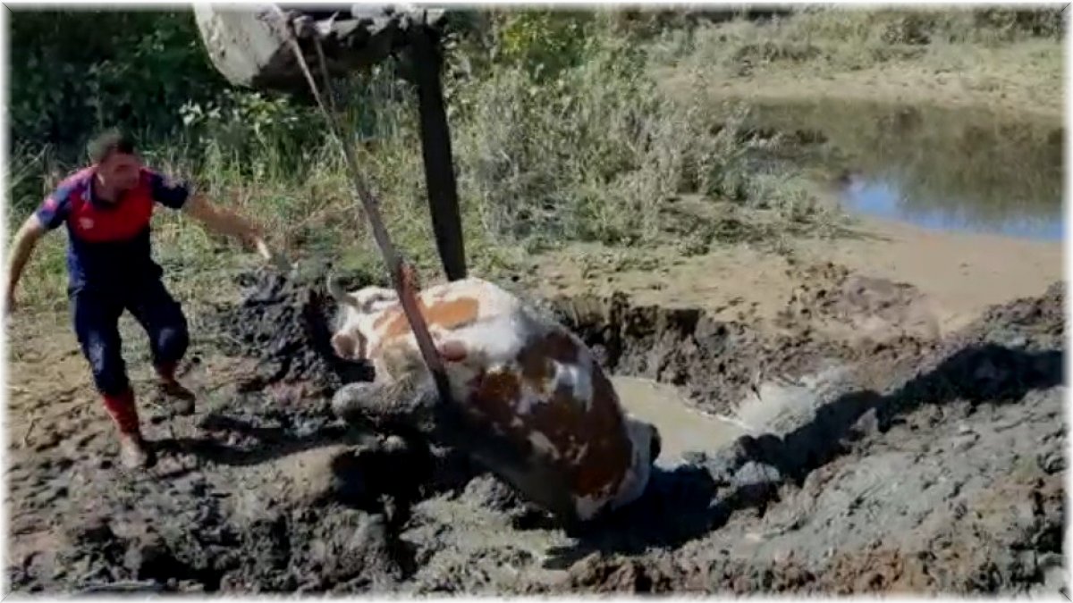 Bingöl'de çamurda mahsur kalan ineği itfaiye ekipleri kurtardı