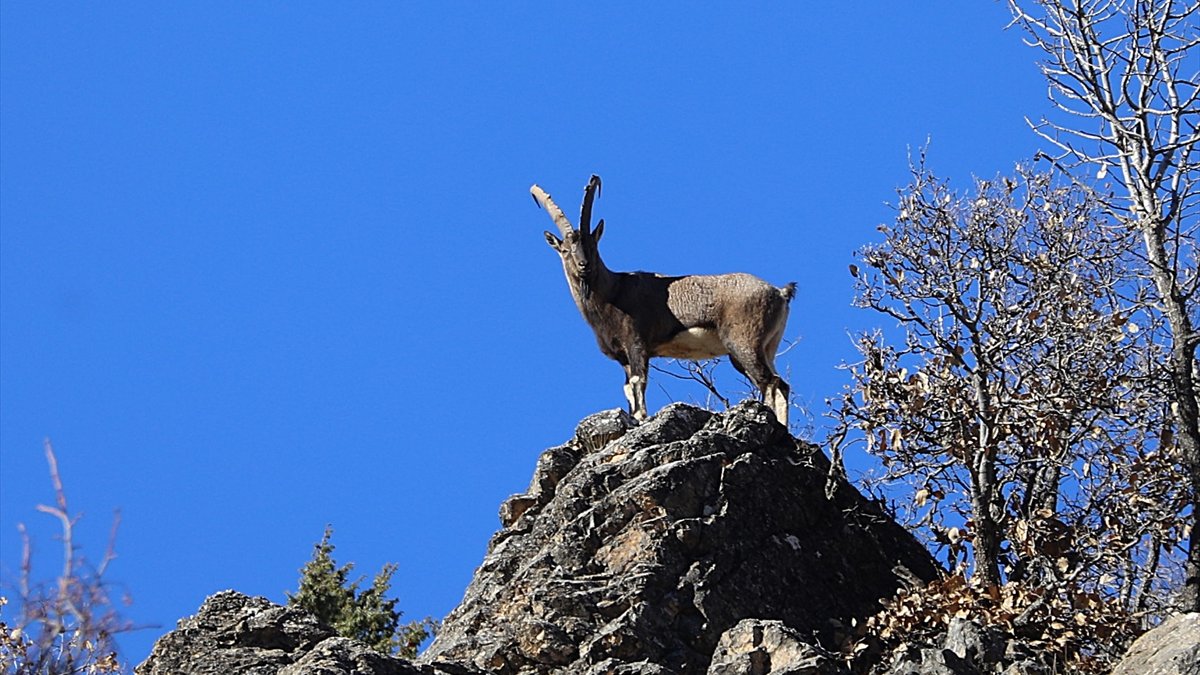 Bingöl'de çengel boynuzlu dağ keçileri görüntülendi