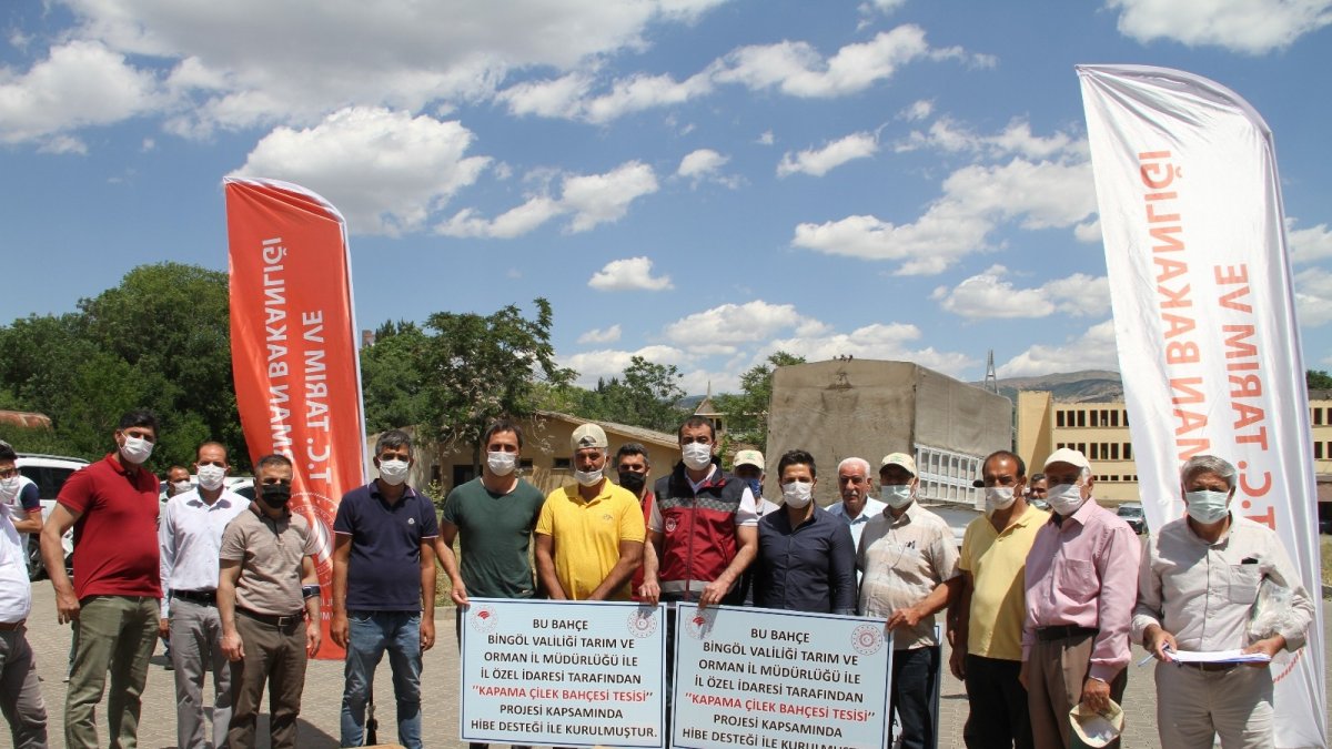 Bingöl'de çiftçilere hibeli çilek fidesi dağıtıldı
