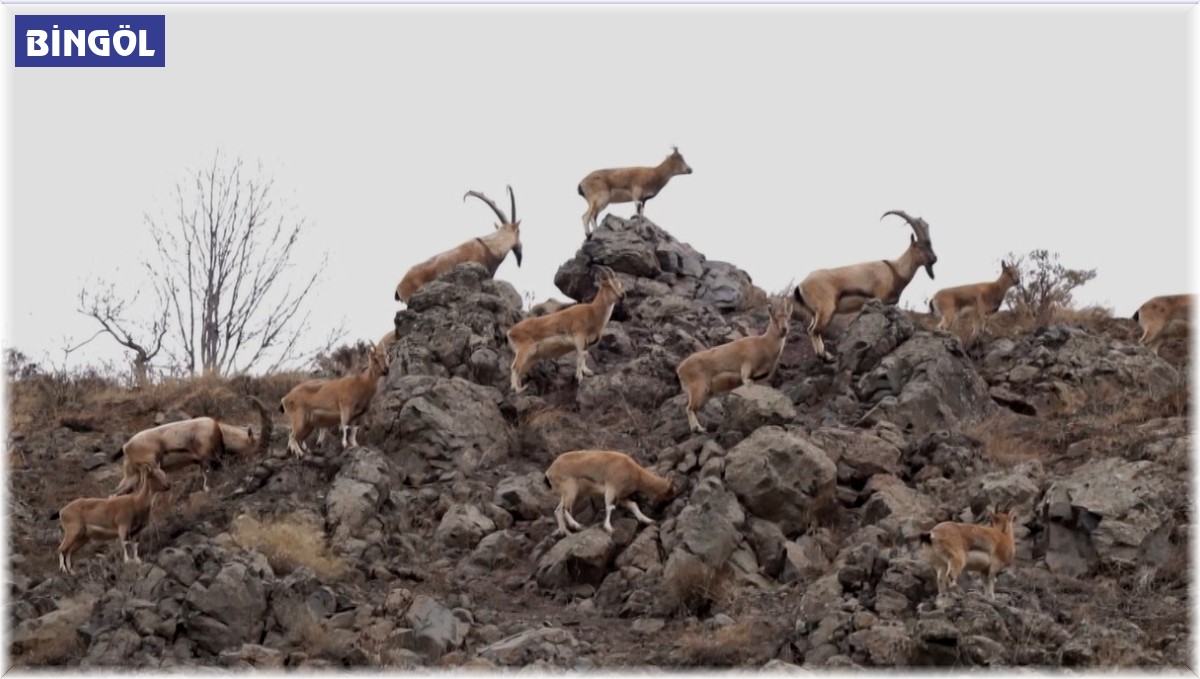 Bingöl'de dağ keçisi sürüsü doğal ortamında görüntülendi