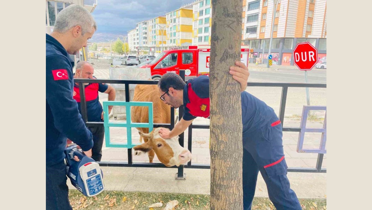 Bingöl'de demir korkuluklara sıkışan inek kurtarıldı