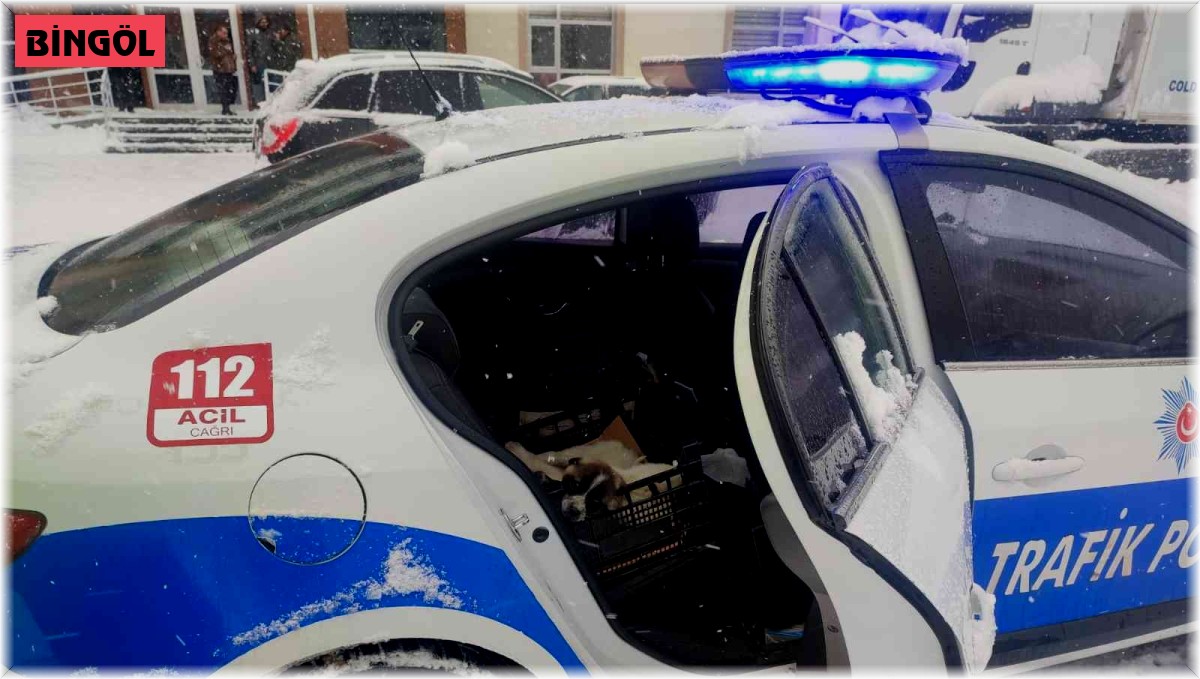 Bingöl'de donmak üzere olan köpeklere polisler sahip çıktı