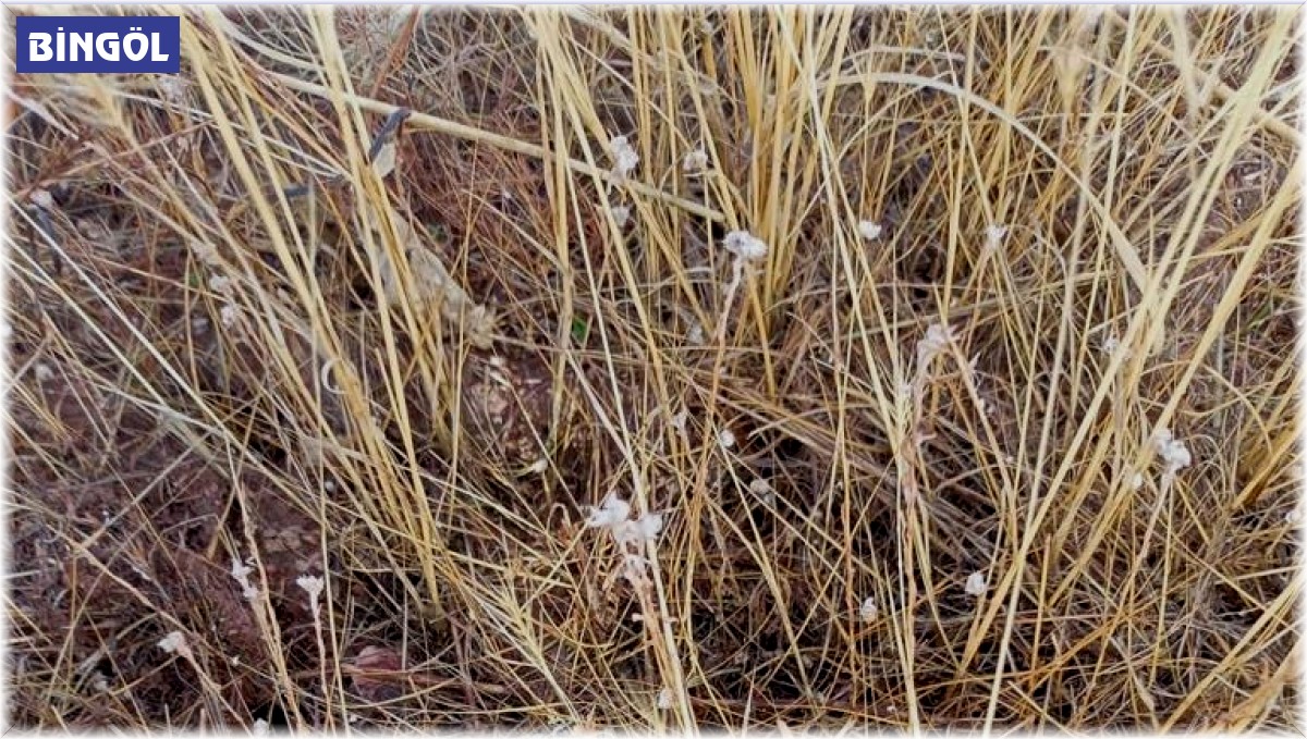 Bingöl'de el bombası ve mayın imha edildi