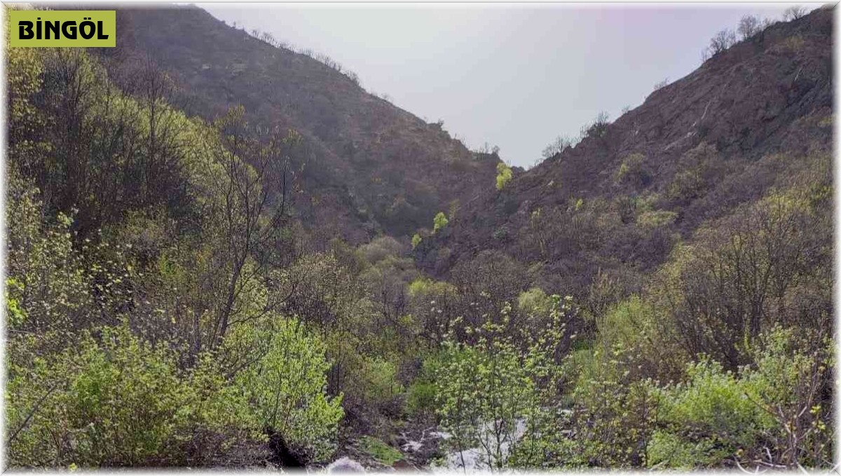 Bingöl'de ele geçiren 25 kınalı keklik doğaya salındı