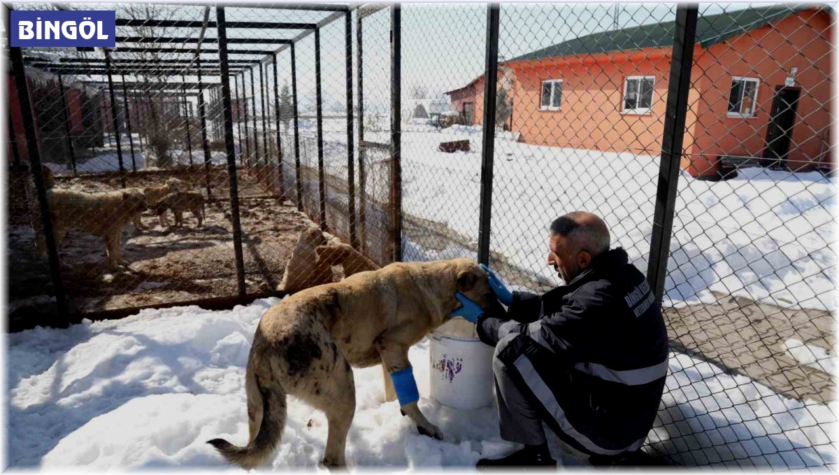 Bingöl'de hasta ve yaralı köpek, tedavi altına alındı
