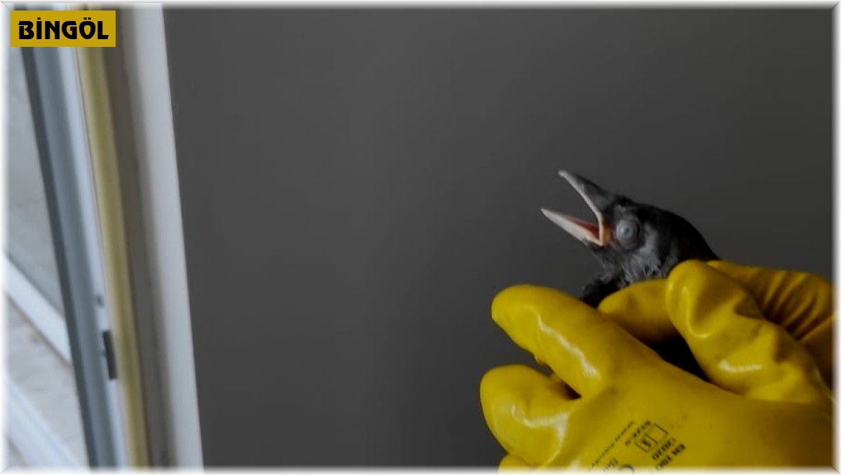 Bingöl'de havalandırma boşluğunda mahsur kalan kargalar kurtarıldı